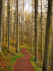 roter Waldweg mit Kontrasten - gelbe massige Bäume - Schottland