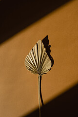 Dried fan leaf with sunlight shadows on orange background