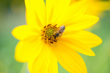 Outdoor colorful macro of yellow false sunflower,heliopsis sunflower blossom with a bee on blurred green blue background on a sunny bright summer day. false sunflower, heliopsis and bee
