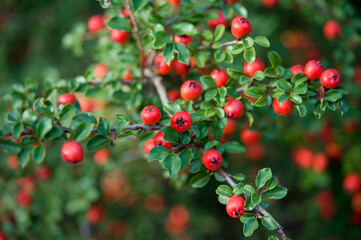 Australian myrtle fruits on the tree. rockspray cotoneaster. Rockspray cotoneaster plants in nature
