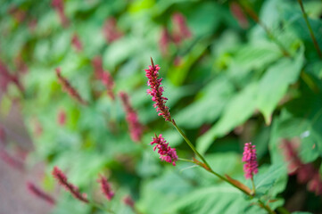 Red bistort, Persicaria amplexicaulis, flowering in a garden. Closeup of many flowering red bistort plants on a sunny day in the summer season.
