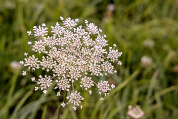 Daucus