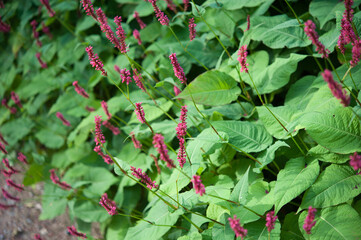 Red bistort, Persicaria amplexicaulis, flowering in a garden. Closeup of many flowering red bistort plants on a sunny day in the summer season.
