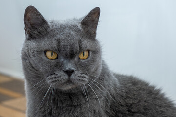 Portrait of an angry adult grey British cat. Close-up. A strict and serious look. A stern old...