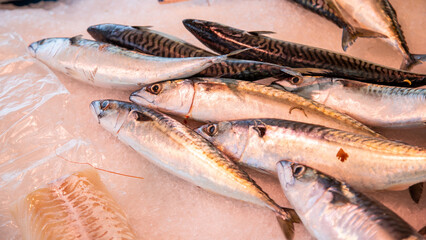 Maquereaux frais.