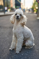 White miniature poodle pedigree dog standing on the asphalt road and posing to the camera. High quality photo