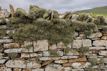 Lichen Covered Dry Stone Wall, Orkney, Scotland