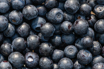 the harvest of wild berries is large
