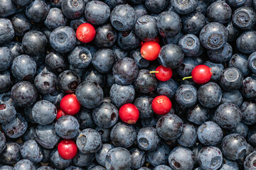 the harvest of wild berries is large