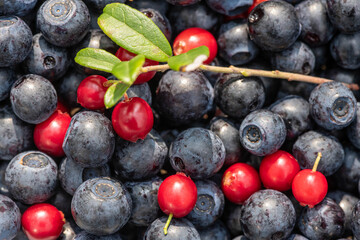 the harvest of wild berries is large