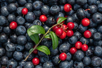 the harvest of wild berries is large
