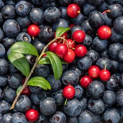 the harvest of wild berries is large	
