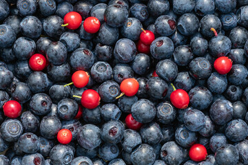the harvest of wild berries is large