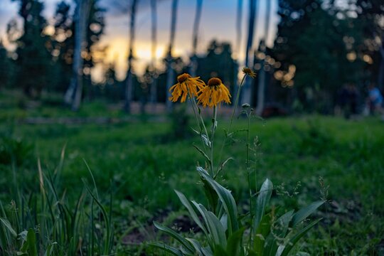 Closeup of the yellow coneflowers, Echinacea paradoxa in the park.