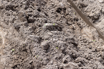 Soil in the field for agriculture, close up