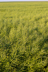 faded green rapeseed pods with seeds