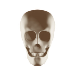 3d human skull