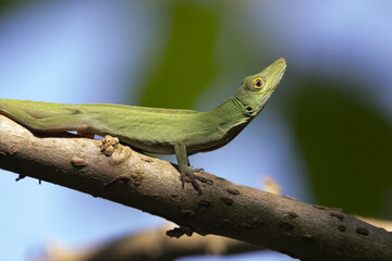 Anolis carolinensis