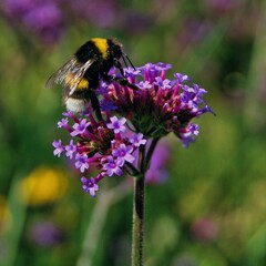 Hummel (Makro)