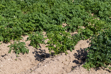An agricultural field where green potatoes grow