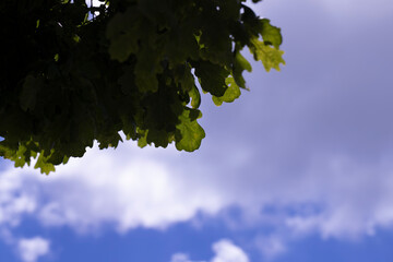 Fototapeta premium trees with green foliage in a mixed forest