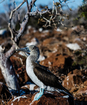 Blue footed booby on North Seymour Island, Galapagos Islands, Galapagos, Ecuador, South America