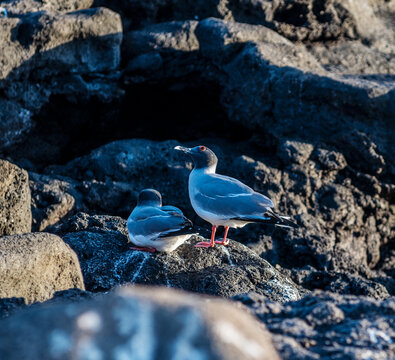 Swallow tailed gulls on Plaza island, Galapagos islands, Ecuador, South America
