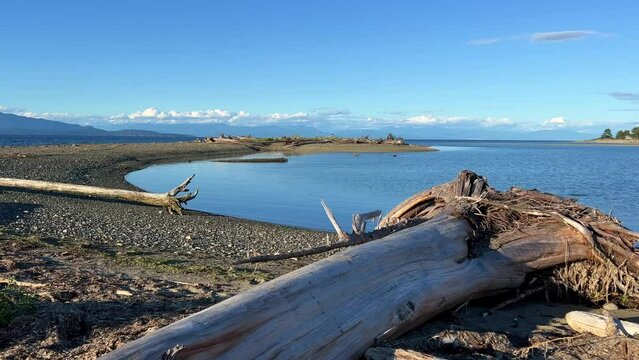 Rathtrevor Beach, Parksville calm Pacific Ocean in Vancouver Island the water went into the sea broken huge trees dried up lie on the beach as if after a storm silence calmness and no people.