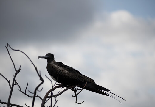 Magnificent frigate bird on San Cristobal Island, Galapagos islands, Ecuador, South America