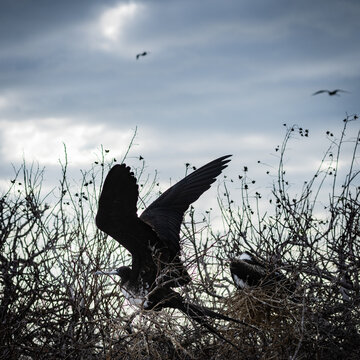 Magnificent frigate bird on San Cristobal Island, Galapagos islands, Ecuador, South America