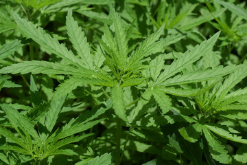 close up of marijuana leaf