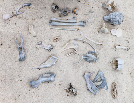 Dried animal bones on Espanola Island, Galapagos islands, Ecuador, South America
