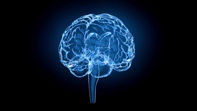 Brain model x-ray look isolated on black background. Looping without breaks