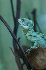 close up portrait of basilisks sitting on a log