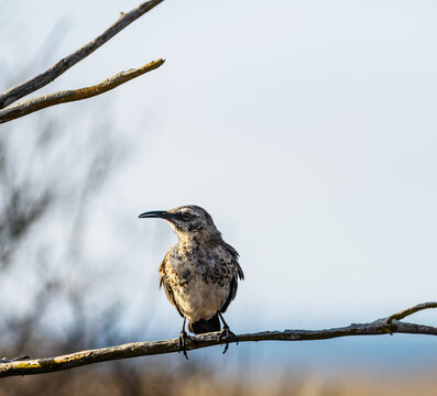 Hood Mockingbird on Espanola Island, Galapagos Islands, Ecuador, South America