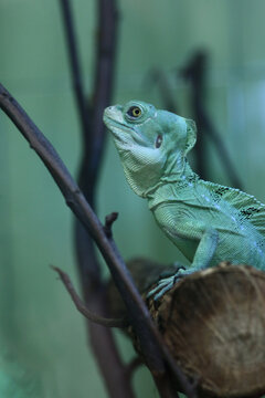 close up portrait of basilisks sitting on a log