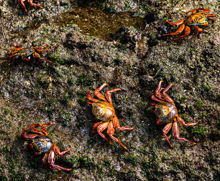 Sally lightfoot crabs, Cormorant point, Floreana island, Galapagos islands, Galapagos, Ecuador, South America