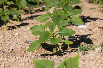 young sunflower plants in the field