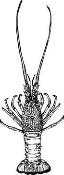 black and white lobster drawing clip art preview