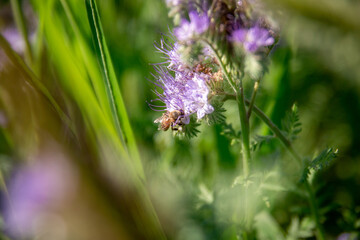 A worker bee collects pollen from a phacelia flower to make honey