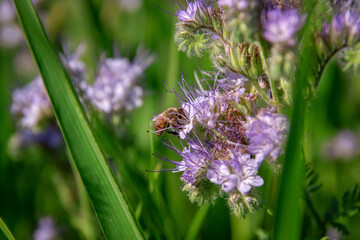 A worker bee collects pollen from a phacelia flower to make honey