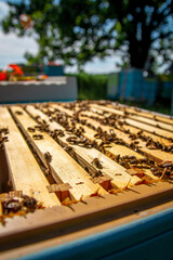Bees sit on frames with honeycombs. Beehives in an apiary