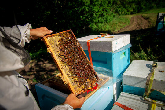 The beekeeper at the apiary checks the hives and takes care of the bees. Honey production in an apiary