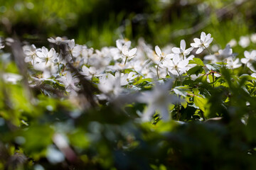 white spring anemones growing in the forest in spring
