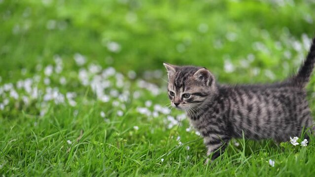 Cute kitty with blue eyes walking on the garden. Striped, relax, sleep, red, grey, nature