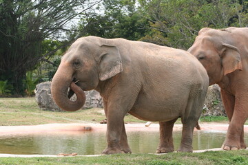 Fototapeta na wymiar Asian Elephant (Elephas maximus) at a local zoo
