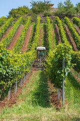 View of a vintner at work in his vineyard in Rheinhessen/Germany