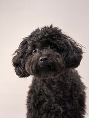 black small poodle on a beige background. curly dog in photo studio. Maltese, poodle