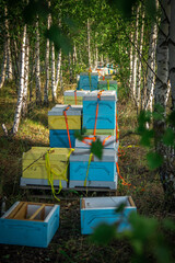 Mobile apiary in the woods near a field of flowers. Work on the apiary