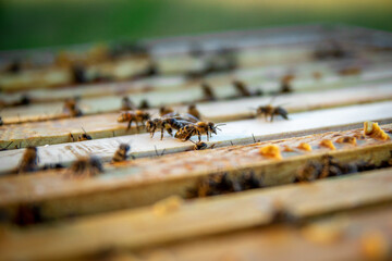 Bees sit on frames with honeycombs. Beehives in an apiary